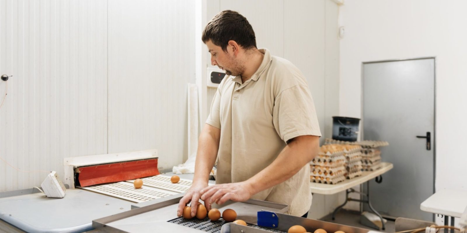 Operador seleccionando huevo en la línea de recepción de Alimentos de la Granja
